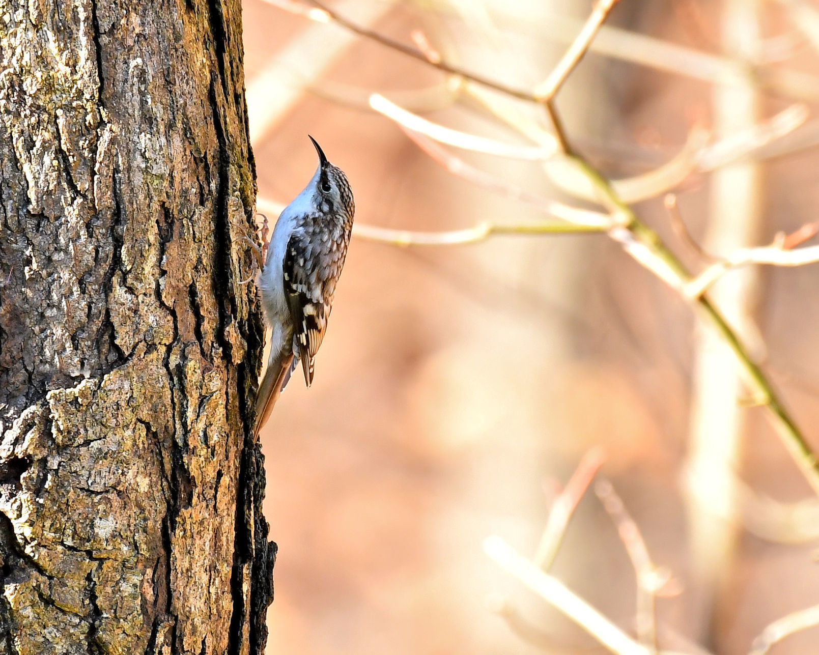 Brown creeper
